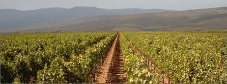 iw_vineyard_img.jpg (19211 bytes)