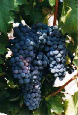 malbec.jpg (10262 bytes)