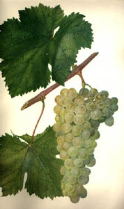 chinuri.jpg (16421 bytes)