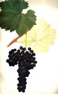 chxaveri.jpg (14199 bytes)