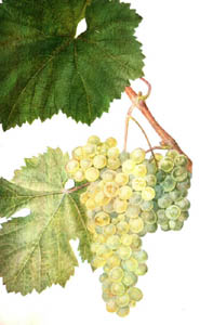 kisi.jpg (17335 bytes)