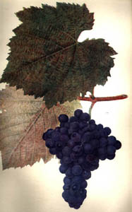 shavi.jpg (16123 bytes)